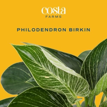 Philodendron Birkin Indoor Plant - Stunning Tropical Decor