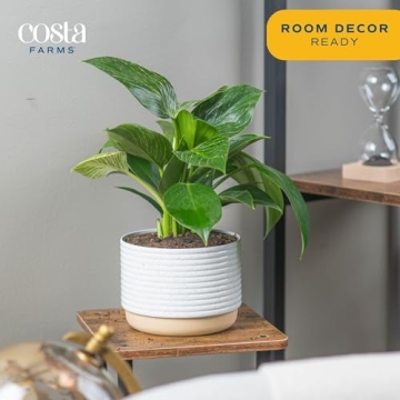 Philodendron Birkin Indoor Plant - Stunning Tropical Decor