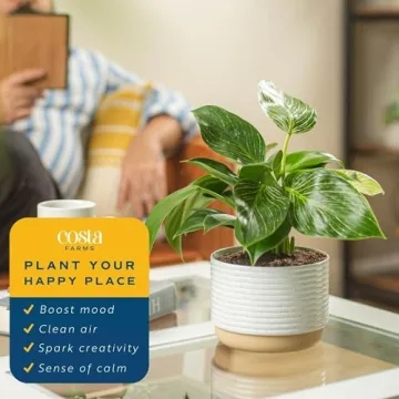 Philodendron Birkin Indoor Plant - Stunning Tropical Decor