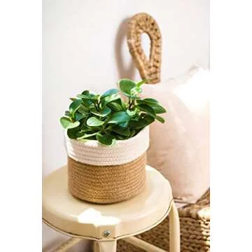 Dahey Small Cotton Rope Plant Basket Woven Plant Coiled Basket for Up to 7" Planter, Decorative Flower Pot Cover Closet Storage Bin Table Desk Organizer for Home Decor, White and Beige