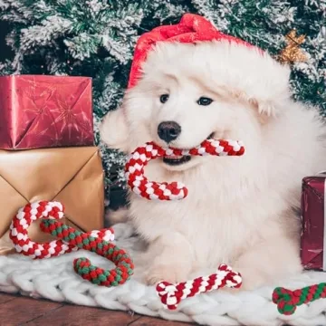 SCENEREAL Christmas Dog Toys - 4 Pack for Dogs