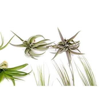 12 Pack of Classic Air Plants Variety - Live Succulent House Plants - Available in Wholesale and Bul...