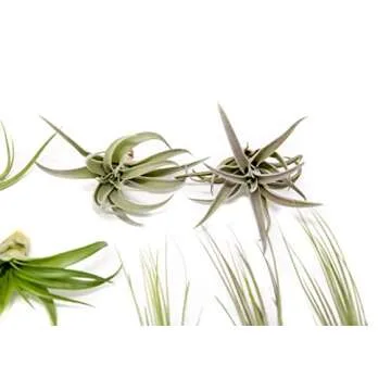 12 Pack of Classic Air Plants Variety - Live Succulent House Plants - Available in Wholesale and Bul...