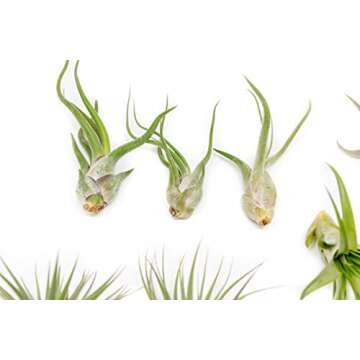 12 Pack of Classic Air Plants Variety - Live Succulent House Plants - Available in Wholesale and Bulk - Home and Garden Decor - Easy Care Indoor and Outdoor Plants