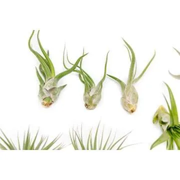 12 Pack of Classic Air Plants Variety - Live Succulent House Plants - Available in Wholesale and Bulk - Home and Garden Decor - Easy Care Indoor and Outdoor Plants