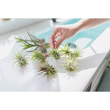 12 Pack of Classic Air Plants Variety - Live Succulent House Plants - Available in Wholesale and Bulk - Home and Garden Decor - Easy Care Indoor and Outdoor Plants