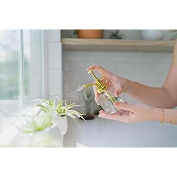 12 Pack of Classic Air Plants Variety - Live Succulent House Plants - Available in Wholesale and Bulk - Home and Garden Decor - Easy Care Indoor and Outdoor Plants