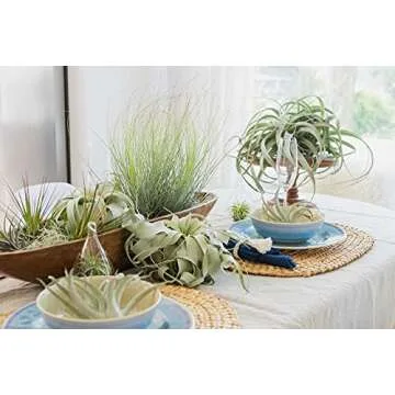 12 Pack of Classic Air Plants Variety - Live Succulent House Plants - Available in Wholesale and Bulk - Home and Garden Decor - Easy Care Indoor and Outdoor Plants