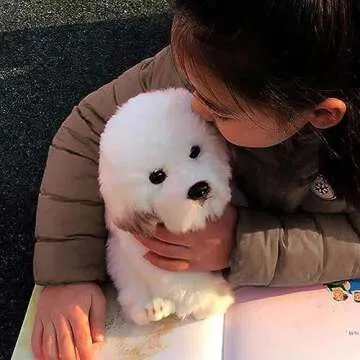 Ganz Bichon Frise Plush Toy - Soft 12" Cuddle Buddy