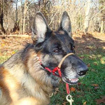 Comfort Trainer Dog Head Halter for Walking & Training