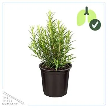 Live Rosemary Herb - Aromatic & Edible for Gardens