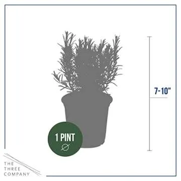 Live Rosemary Herb - Aromatic & Edible for Gardens
