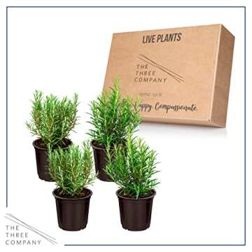 Live Rosemary Herb - Aromatic & Edible for Gardens