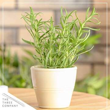 Live Rosemary Herb - Aromatic & Edible for Gardens
