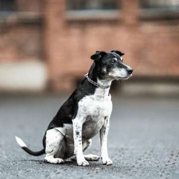 Herm Sprenger Ultra Plus Micro Prong Collar for Dogs