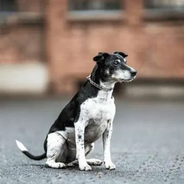 Herm Sprenger Ultra Plus Micro Prong Collar for Dogs