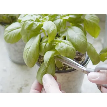 Sereniseed Organic Herb Seeds 10-Pack for Home Gardening