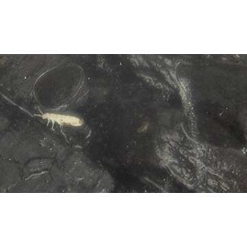 Josh's Frogs Temperate Springtail (Collembola) Culture (32 oz)