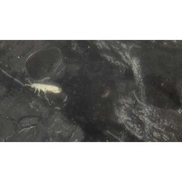 Josh's Frogs Temperate Springtail (Collembola) Culture (32 oz)