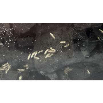 Josh's Frogs Temperate Springtail (Collembola) Culture (32 oz)