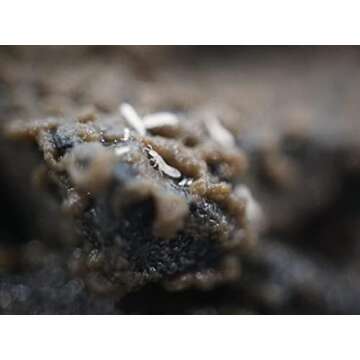 Josh's Frogs Temperate Springtail (Collembola) Culture (32 oz)