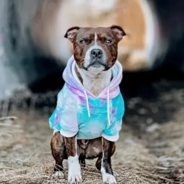 Spark Paws Dog Hoodie Premium Winter Apparel for Dogs