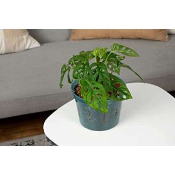 rePotme 8 inch Orchid Pot 3 Pack - Slotted Planters