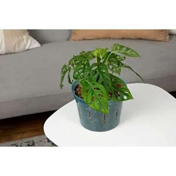 rePotme 8 inch Orchid Pot 3 Pack - Slotted Planters