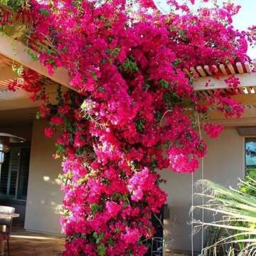 Artificial Flowers Silk Bougainvillea Branches Faux Artificial Bougainvillea Floral Stems Long Plant Branches 45" for Wedding Centerpieces, Table Runner, Home Decoration (Hot Pink - Pack of 4pcs)