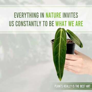 Anthurium Warocqueanum by LEAL PLANTS ECUADOR | Green Live Plant for Indoors | Rare and Exotic Indoo...