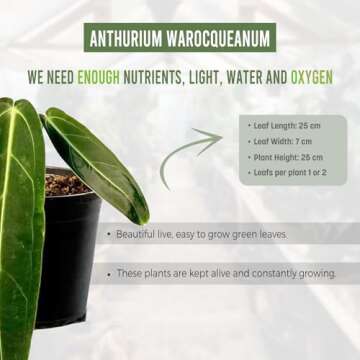 Anthurium Warocqueanum by LEAL PLANTS ECUADOR | Green Live Plant for Indoors | Rare and Exotic Indoor Plants for Living Room | Queen Anthuriums House Plants | Warocqueanum Heart Plant