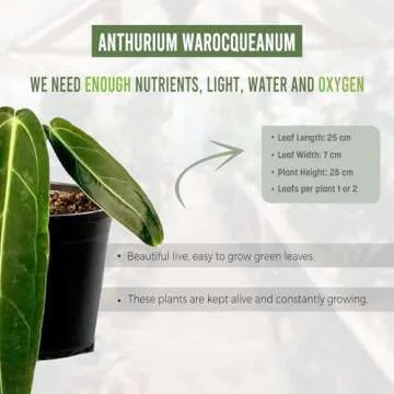 Anthurium Warocqueanum by LEAL PLANTS ECUADOR | Green Live Plant for Indoors | Rare and Exotic Indoor Plants for Living Room | Queen Anthuriums House Plants | Warocqueanum Heart Plant