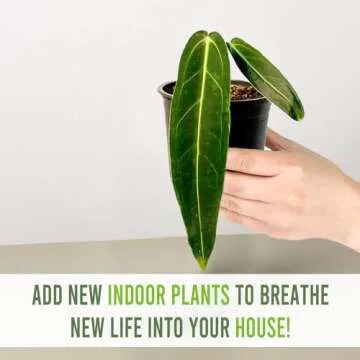 Anthurium Warocqueanum by LEAL PLANTS ECUADOR | Green Live Plant for Indoors | Rare and Exotic Indoor Plants for Living Room | Queen Anthuriums House Plants | Warocqueanum Heart Plant