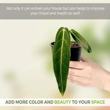 Anthurium Warocqueanum by LEAL PLANTS ECUADOR | Green Live Plant for Indoors | Rare and Exotic Indoor Plants for Living Room | Queen Anthuriums House Plants | Warocqueanum Heart Plant