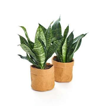 Shop Succulents | Live Sanseveria 'Robusta' Snake Plant Collection in 4" Pots | Easy Care, Indoor/Ou...