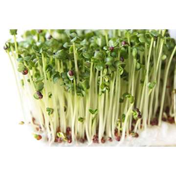Organic Broccoli Sprout Seeds for Healthy Home Gardening