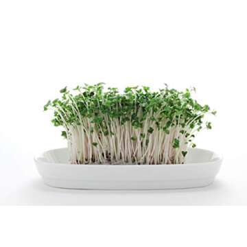 Organic Broccoli Sprout Seeds for Healthy Home Gardening