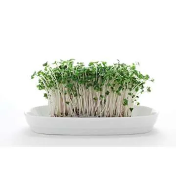 Organic Broccoli Sprout Seeds for Healthy Home Gardening