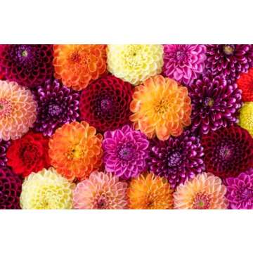 Akita Dahlia Tubers for Stunning Spring Blooms