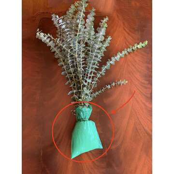 Aromatic Fresh Eucalyptus Shower Stems with Ribbon