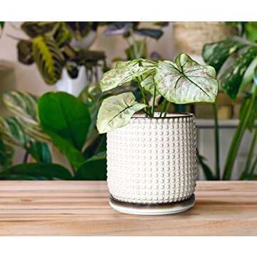 D'vine Dev 6 Inch Ceramic Beaded Stoneware Planter Pot - Flower Pot with Drainage Holes and Saucers for Indoor Succulent Plants or Flowers, Smoked White, 27-C-X-1