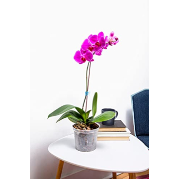 Premium rePotme Orchid Pot Assortment - 8 Slotted Clear Pots