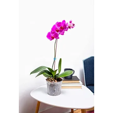 Premium rePotme Orchid Pot Assortment - 8 Slotted Clear Pots