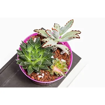 Premium rePotme Orchid Pot Assortment - 8 Slotted Clear Pots