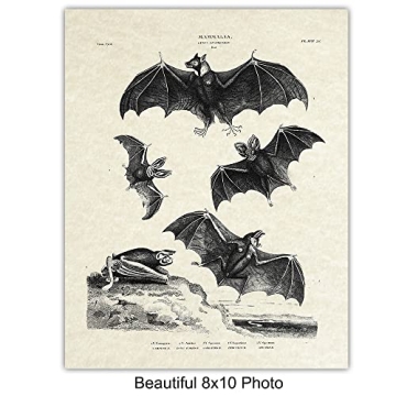 Vintage Bats Wall Art Gothic Decor Horror Vampire Fans 8x10 Prints