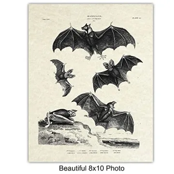 Vintage Bats Wall Art Gothic Decor Horror Vampire Fans 8x10 Prints