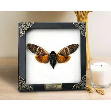Real Framed Cicada Beetle Butterfly Shadow Box Taxidermy Collection for Home Decor K16-50-TR
