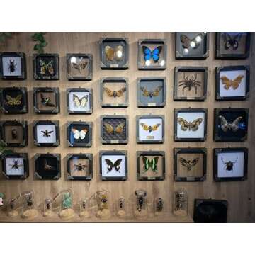 Framed Cicada Taxidermy Art | Unique Home Decor