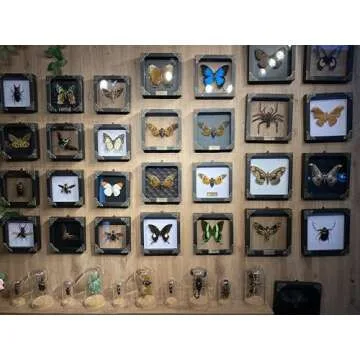 Framed Cicada Taxidermy Art | Unique Home Decor