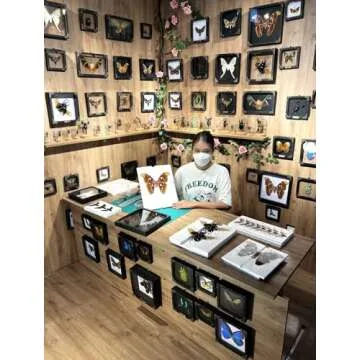 Framed Cicada Taxidermy Art | Unique Home Decor